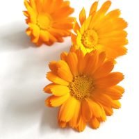 calendula